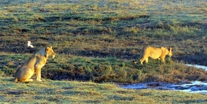 07 Chobe national park (13)