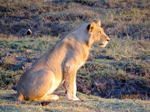 07 Chobe national park (14)