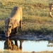 07 Chobe national park (15)