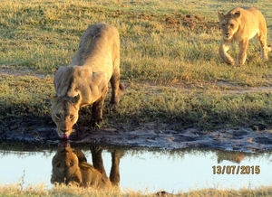 07 Chobe national park (15)