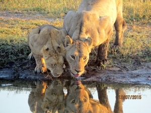 07 Chobe national park (17)