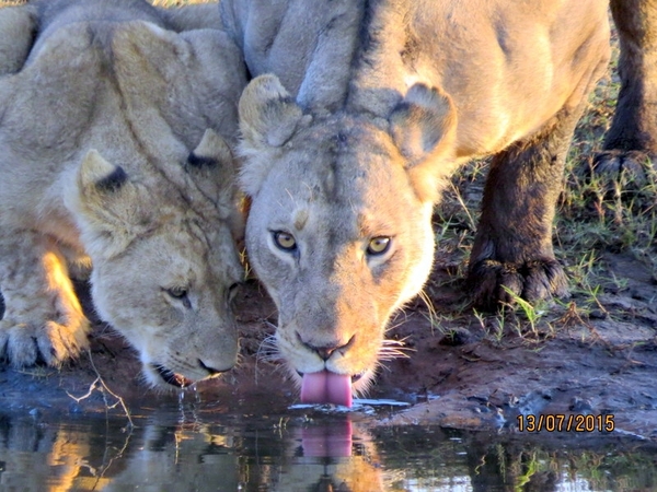 07 Chobe national park (18)