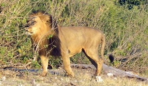 07 Chobe national park (20)