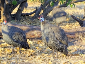 07 Chobe national park (21)