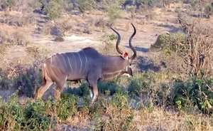 07 Chobe national park (22)