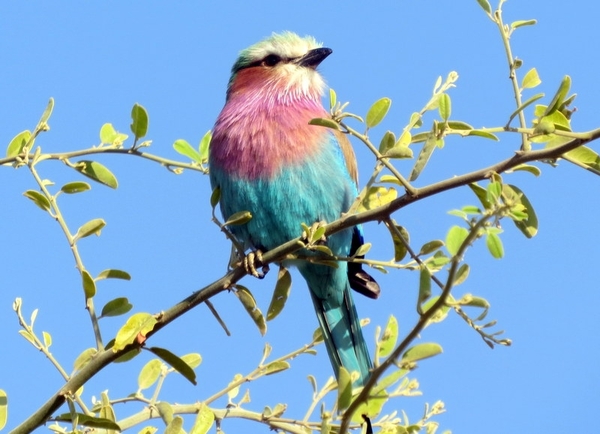 07 Chobe national park (27)