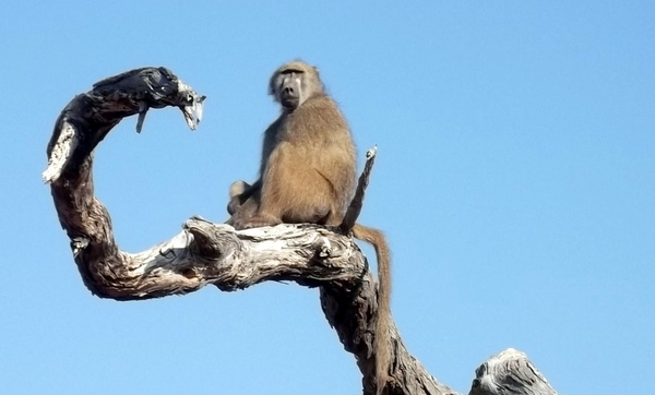 07 Chobe national park (29)