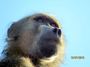 07 Chobe national park (30)