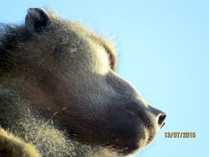 07 Chobe national park (31)