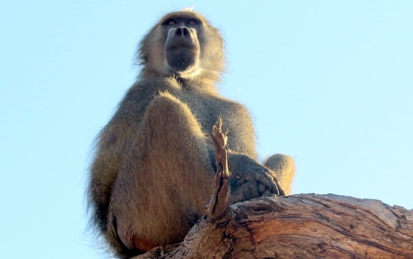 07 Chobe national park (32)