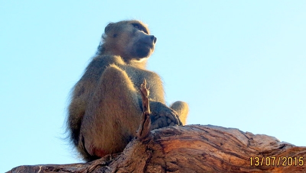 07 Chobe national park (33)