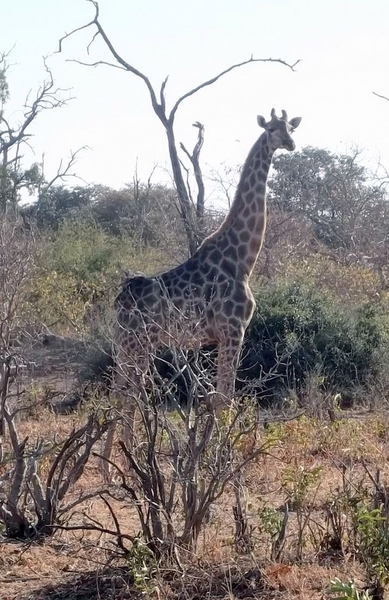 07 Chobe national park (35)