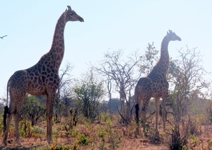 07 Chobe national park (36)