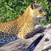 07 Chobe national park (39)