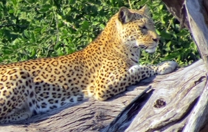 07 Chobe national park (39)