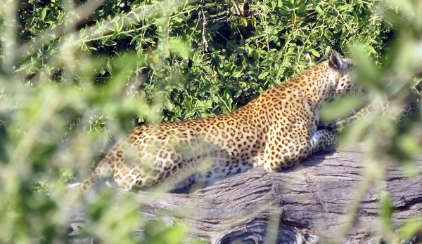 07 Chobe national park (40)