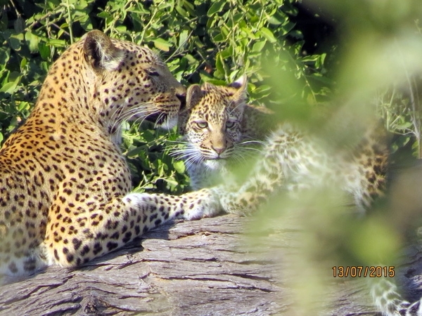 07 Chobe national park (41)