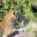 07 Chobe national park (42)