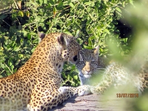 07 Chobe national park (42)