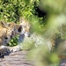 07 Chobe national park (43)