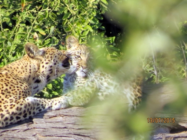 07 Chobe national park (43)