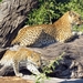 07 Chobe national park (44)