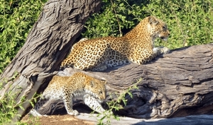 07 Chobe national park (44)