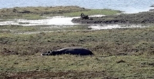 07 Chobe national park (50)