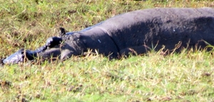 07 Chobe national park (52)