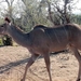 07 Chobe national park (54)