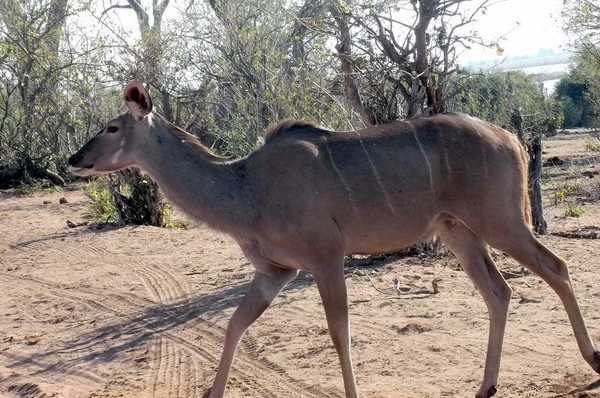 07 Chobe national park (54)