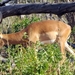 07 Chobe national park (55)