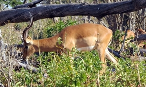 07 Chobe national park (55)