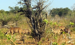 07 Chobe national park (56)