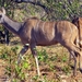 07 Chobe national park (57)