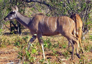 07 Chobe national park (57)