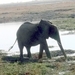 07 Chobe national park (59)