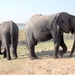 07 Chobe national park (64)