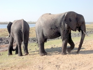 07 Chobe national park (64)