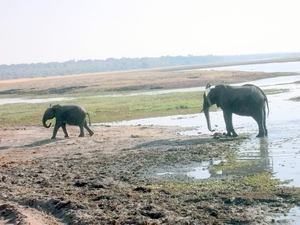 07 Chobe national park (67)