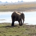 07 Chobe national park (68)