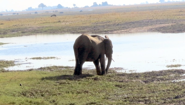 07 Chobe national park (68)