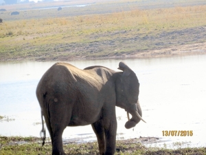 07 Chobe national park (69)