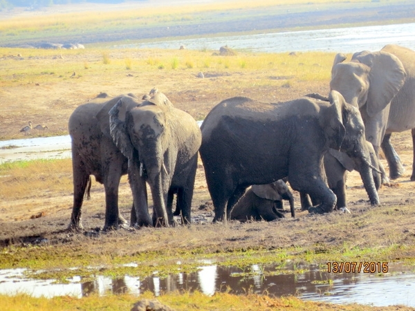 07 Chobe national park (70)