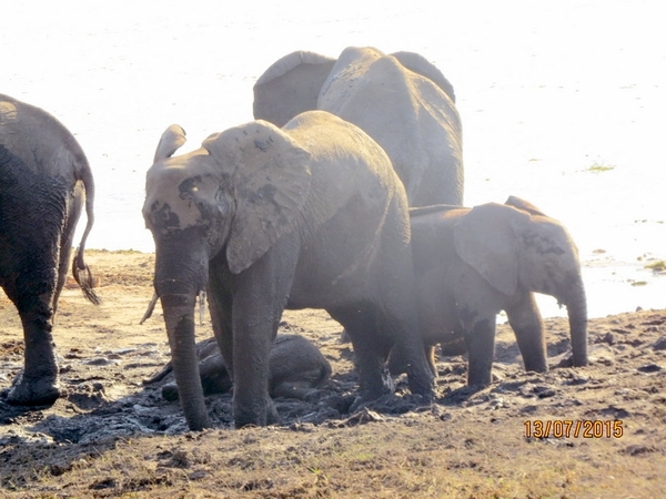 07 Chobe national park (71)