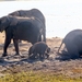 07 Chobe national park (72)