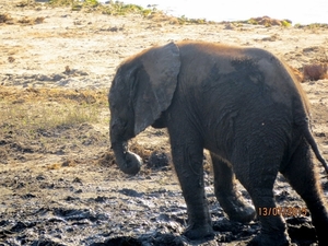 07 Chobe national park (73)