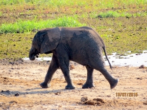 07 Chobe national park (74)