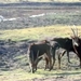 07 Chobe national park (75)