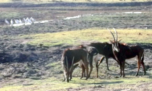 07 Chobe national park (75)